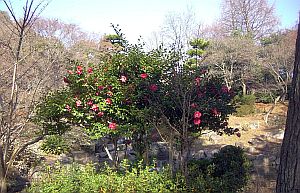 山茶花.jpg