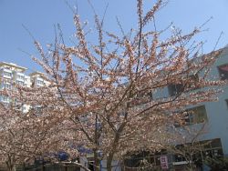 桜.jpg