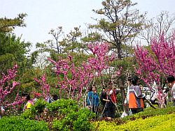 星海公園桃.jpg